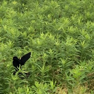 Meet your Posher, Jermaine